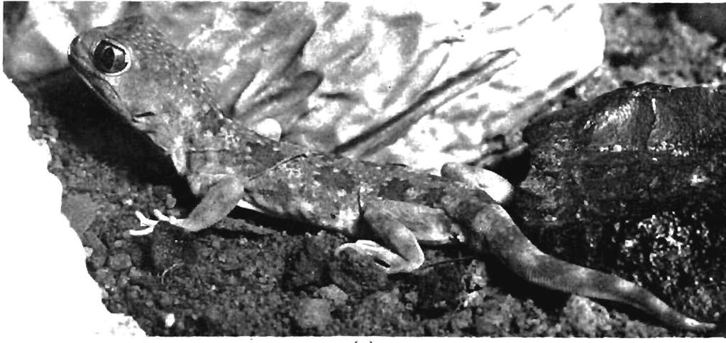 PLATE 1 Brain - Geckos (cl