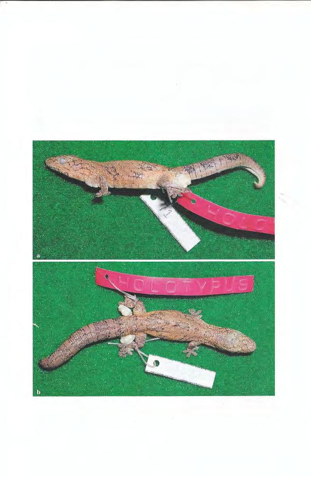 F. WIU-IELM HENKEL & WOLFGANG BöHME In his major revision of carphodactyline geckos, BAUER (1990: 101 f.) distinguishes E. symmetricus from E.