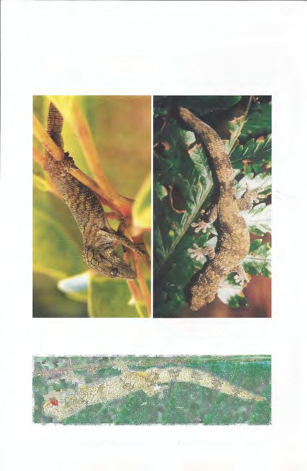 A new carphodactyline gecko of the New Caledonian genus Eurydactylodes Fig. 2.