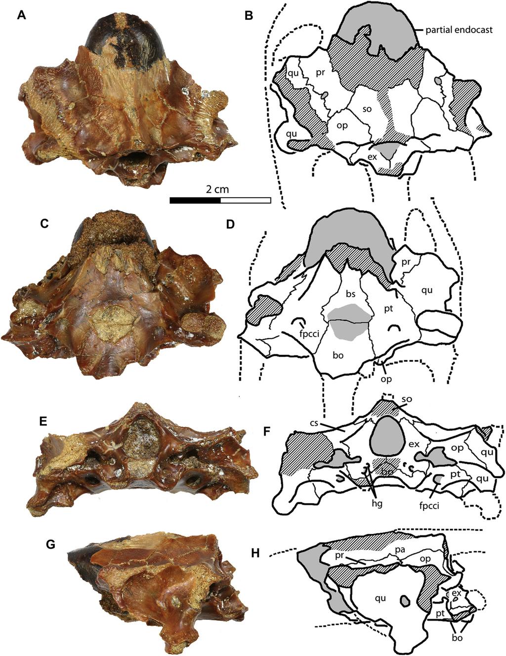 52 N.S. Vitek, I.G. Danilov / Cretaceous Research 43 (2013) 48e58 Fig. 2. ZIN PH 33/17, braincase of Trionychini indet. from the Dzharakuduk locality of the Turonian Bissekty Formation of Uzbekistan.