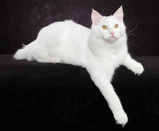 14th Best Kitten GP, NW SHELBIE S KLONDIKE OF NUDAWNZ Copper-Eyed White American Bobtail Longhair Male Breeder/Owner: Shelby, Lorna, and John Friemoth, Seth Baugh, and Tracy Dalton Submitted by