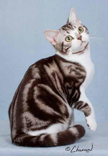 21st Best Kitten GC, NW RK Gems Troy Zebra Jasper Silver Tabby-White American Shorthair Male Breeder: Kay and Randy Bertrand Owner: Kay and Randy Bertrand, Jeff Janzen, and Steve McCullough Submitted