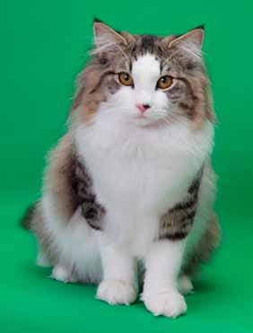 24th Best Kitten GC, NW Kitzn s Foxtrot Brown Mackerel Tabby and White Norwegian Forest Cat Male Breeder: Keith Kimberlin Owner: Keith Kimberlin and Kate Barie Submitted by Kitty Barie Foxtrot is the