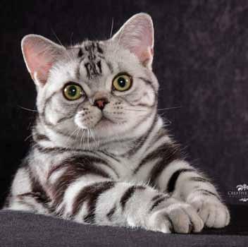 4th Best Kitten GC, NW Kit s Magic Bullet of Richson Silver Tabby American Shorthair Male Breeder: Chun-Kit Fung and Dawn Skupin Owner: Richard Hoskinson and Kit & Joanne Fung Submitted by Rick