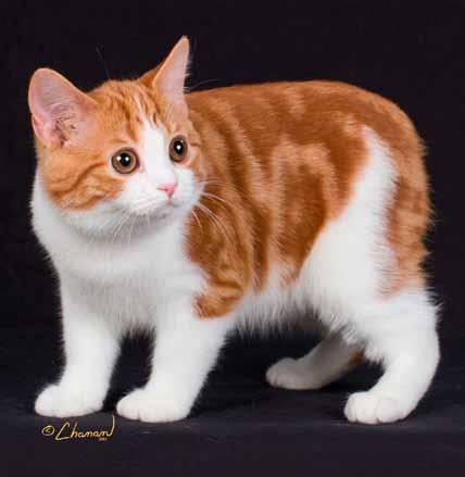 GC Briar-Mar Catching Fire a red classic tabby/white female Manx was bred by Omar Gonzalez and Gary Veach and co-owned with Suki Lee of Hong Kong. Katniss is the first born to her parents.