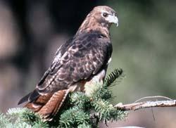 Light phase: Brown with white chest and short, rust-colored tail. Dark phase: Dark brown with darker rust-colored tail.