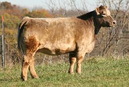 Heifer of the Hoosier Beef Congress! This massive beast offers exceptional shag and timber with a great look.