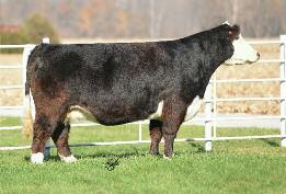 With her big-legged, choke-necked, thick-ended form she has produced a $10,000 son by Heat Wave that went to Tracy Goretska, IA, and a class winning steer by Friction at the Ft.