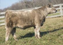 Along with her full sister, this cow is a daughter of the foundation Mimms Donor 102 that was a longtime success story in the Donors Unlimited program.