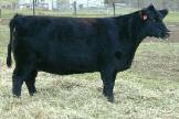 Enjoy what is sure to be a top MAB calf here.