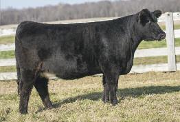 to Jo/6807 x Steel Force son Safe-in-calf This is what you can expect from the proven dam that sells here as Lot 21!