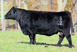 massive baldy is the product of a very reliable cow line and you will love her in production!