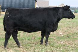 SBS Special Edition 13X is a gorgeous, half-blood Simmental donor and a former high seller of the Lazy H Game Day Sale after a winning turn in the show ring where she was selected as a Division