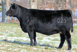 You will look far and wide to find a cow of any breed that combines this degree of depth and mass with this type of next extension.