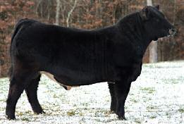 This bull has great muscle in a very functional and stylish shape with a perfect leg set and valuable leg and body hair.