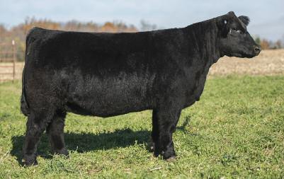 T H E H O L I D A Y C L A S S I C 2 014 The 20th Bred Heifer Offering - HCXX Lot 50 50 WLCF-ML Believer 288 Female Calved: 3/02/13 SIRE: BELIEVE IN ME DAM: ANGUS X SIM AI 5/23 to Daddy s Money PE