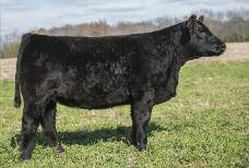 Woodlawn Farms and Martin Livestock 59 Lot 59 WLCF-ML Tara 267 Female Calved: 2/27/13 60 SIRE: MY TURN DAM: OCC ANCHOR X MEYER 734 PE 6/21-8/10 to Comfort Zone Due 4/11 A great-necked, super-thick