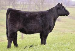 look for sale day. She is a product of one of the most trusted cow lines in the Hummel herd and all of her sisters have made top producers.