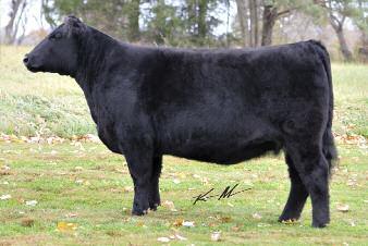This rare embryo daughter of the Frozen Gold donor, TFSC Aunt B, is a maternal sister to favorites like the noted maternal sire, Sheriff Taylor.