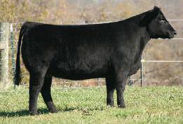 to Alias THF/PHAF One cool blue with one cool pedigree, this younger heifer will make a powerful breeding piece.