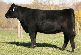4/04 to Daddy s Money PE 5/15-7/15 to Ali 2 Due 1/11 A fancy daughter of the noted Duff 291P, this impressive MaineTainer is loaded with limited and proven genetics.