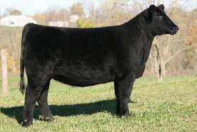 due mid-february An embryo daughter of a $96,000 dam that was an AMAA National Champion and a former Show Heifer of the Year.