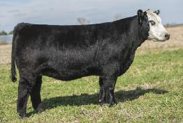production. Her dam is a beautiful cow and a daughter of the ever-lasting Rita J039, and this heifer puts a modern twist on this proven theme.