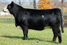 to continue Brent Tolle s trend of selling the kind that pay you back, this heifer is powerfully good from every angle.