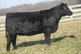 to Yardley High Regard PE 6/14-6/21 to Jo/6807 x Steel Force son Safe-in-calf One of four strong flush sisters from the $36,000 valued Frozen Gold donor, Granny s Whoopi 16, this heifer is