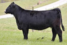 blend so well for better stock. She is the right size and the right kind with excellent udder quality and a very attractive profile. Beckett Cattle 101 TJSC Katy 50A Reg 62.