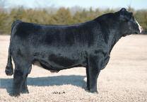 Simmental sire of champions Steel Force Dominant