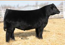 calving ease deluxe Upgrade Dominant Purebred