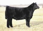 Already the dam of stud bulls and high-selling steers and heifers, Miss Alexandra is a surefire feature of the sale season and a blue chip investment grade option for those in search of something