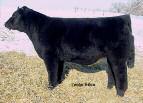 Her very first calf is the $19,500 Hara s Real Steel that topped the Gateway Genetics Versatility+ Bull Sale and has been described as the best looking and best moving half-blood Simmental bull in