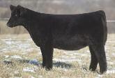 Since then, Miss Alexandra has produced 10+ Heat Wave sons that have sold for $7,500-14,000 in recent crops at Hara s cooperator herd in Iowa plus other strong products by Monopoly and Man Among Boys.