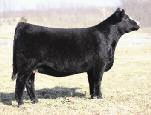 She is mated to the popular Simmental sire, Heads Up, the sire of the $146,000 Uprising bull that was the talk of Denver.