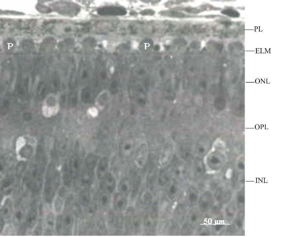 ROJAS ET AL. FIG. 4. Amplified view of the photoreceptor layer of 0-day pigeon hatchlings.