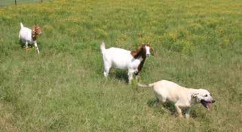 forays. If possible, the goat s movements should be restricted to only those areas being cleaned, which allows the goats to flash graze the habitat in a short amount of time.