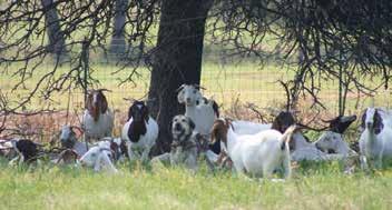 Figure 13-5. Proven adult dogs can usually be trusted with the goat herd. dog maintenance costs.) Understandably, most experts agree that trying to reduce the yearly maintenance costs is not wise.