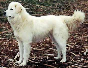 Consideration should also be given to the use of this breed in a warm climate, as its hair would likely increase heat stress in these dogs.
