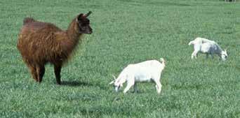 Figure 13-11. A llama with a goat herd. predation. The following characteristics are some of the benefits of using these species: They are less likely to be affected by traps and snares.