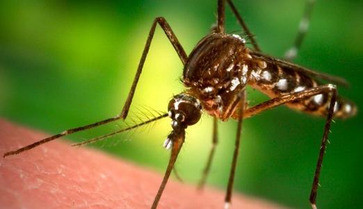 Health News Mosquito Season Wichita Falls/Wichita County Health District 1700 3 rd Street 940-761-7800 Mosquito Pellets Vector Control 940-761-7890 Request Mosquito Spraying Controlling Mosquitoes at