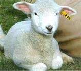 Corriedale Flock ~ Listing Dual purpose breed with excellent