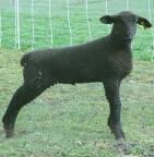 Old Rams available for sale after fall breeding.