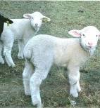 Fine, long staple fleece, unassisted lambing, excellent mothering and milk supply, rapid weight gain on lambs.