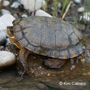 Oregon Wildlife Institute Wildlife Conservation in Willamette Valley Grassland & Oak Habitats Species Account Western Pond Turtle (Actinemys marmorata) Conservation Status The western pond turtle is