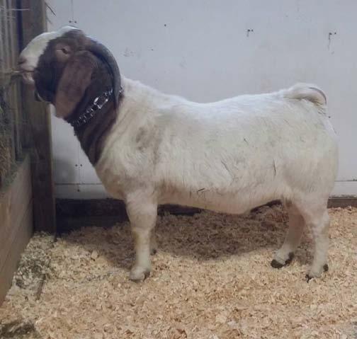With such a thick loin and depth of twist in a well-balanced package, Kawi is prime for the show ring!