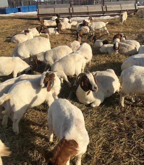 throughout the fall season. Nobody gets special attention whether they are purebred or commercial. They are all ran as a herd together and managed all the same way.