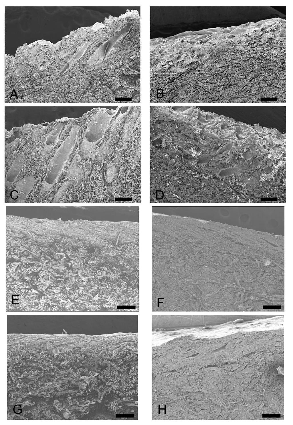 Fig. 1 SEM views of Yeso sika deer skin and vegetable tanned leather saggital plane Raw skin (A-D),