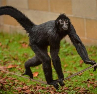 comparing chimpanzee behaviour in indoor and outdoor enclosures, University of Chester Animal observation for drama purposes, Manchester Metropolitan University Chimpanzee handedness: Exploring
